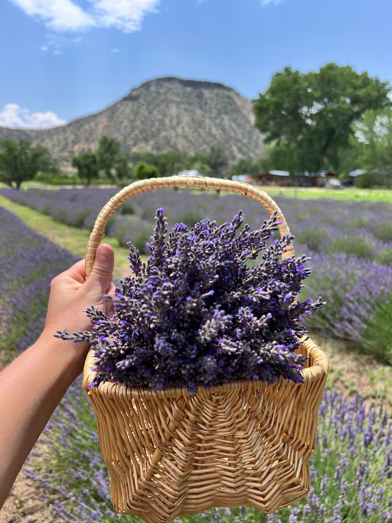 Picking Your Own Bundle in the Purple Rows