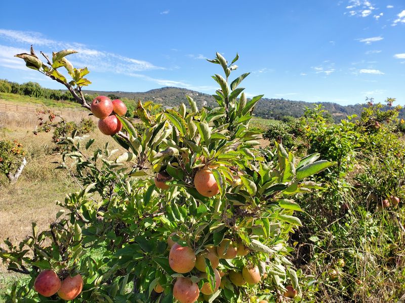 SLO Creek Farms, San Luis Obispo, CA