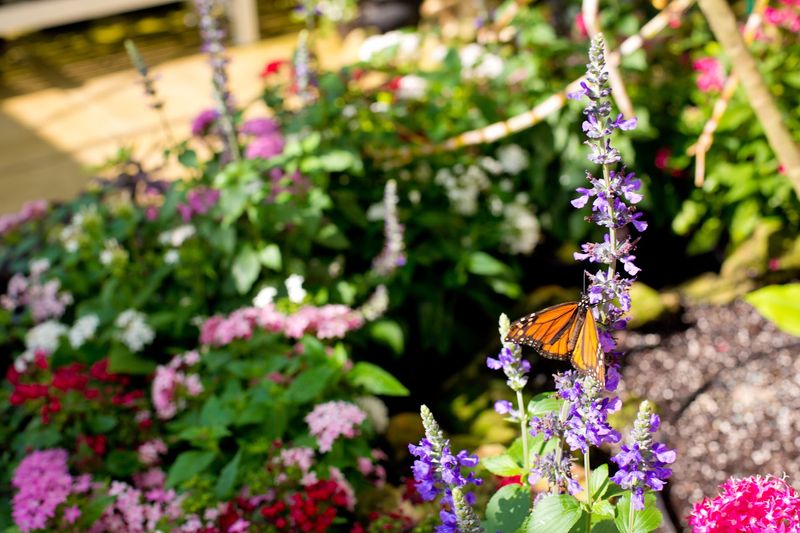 Lukas Nursery & Butterfly Encounter, Oviedo
