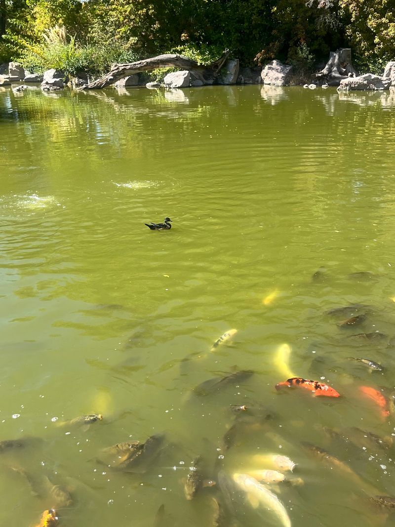 Koi That Swim Right Up to Say Hello