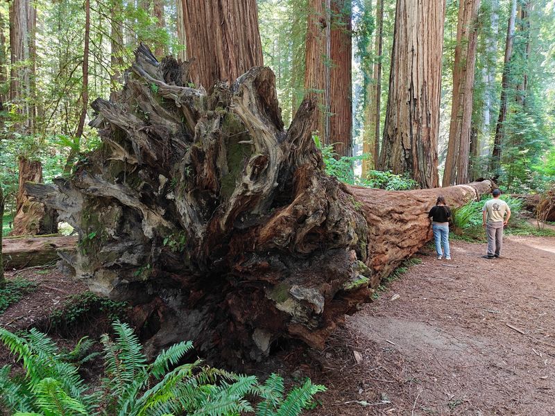 Stout Memorial Grove