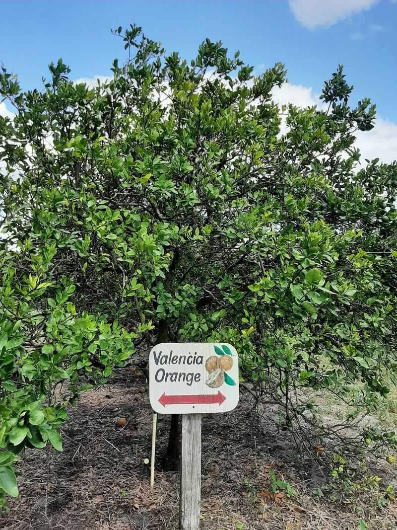 Showcase of Citrus