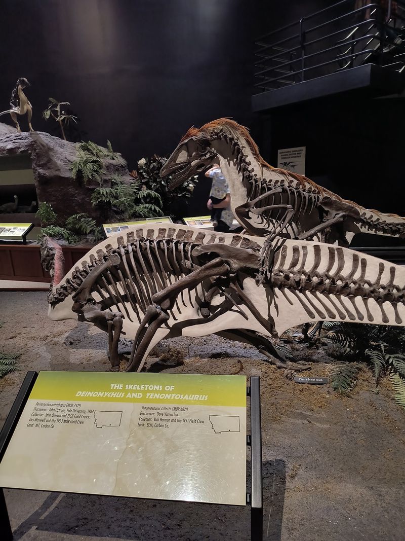 Museum Of The Rockies