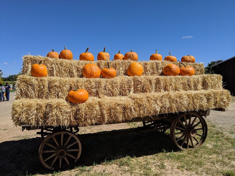 McCall's Pumpkin Patch, Moriarty, NM