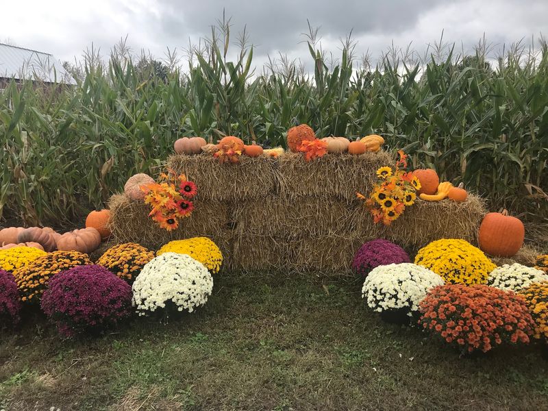 Corn Maze At Burden