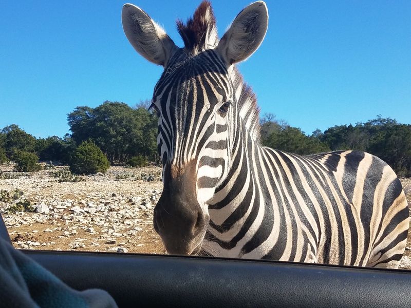 Natural Bridge Wildlife Ranch