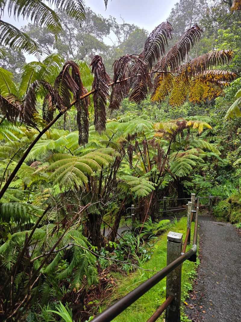 First Comes The Rainforest, Then The Moonscape