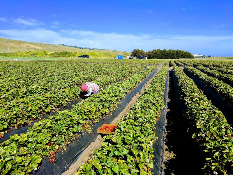 Family Roots and Organic Rows