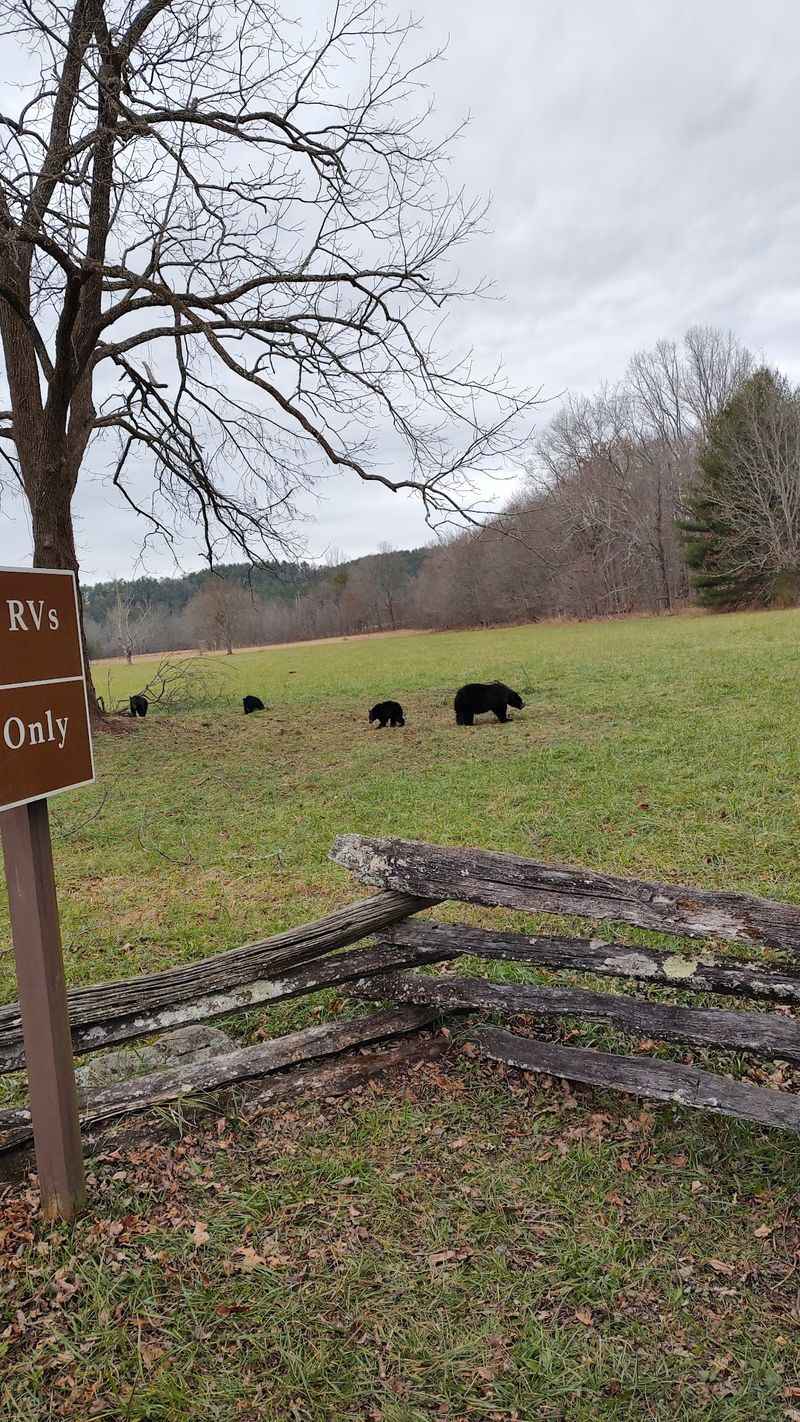 Bears Are Busy Snacking, So Keep Your Distance