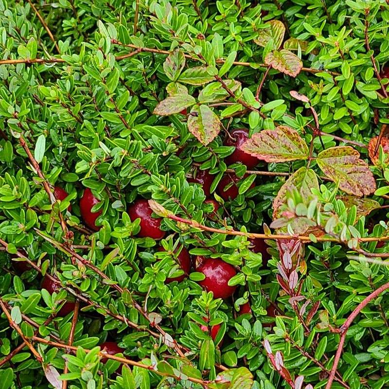 Your Cranberry Myths Are About To Get Busted