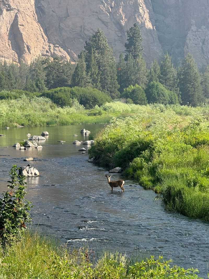 Eagles, Otters, And Other Canyon Neighbors