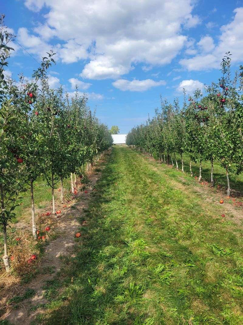 Grab A Bag And Go Hunting In The Apple Rows