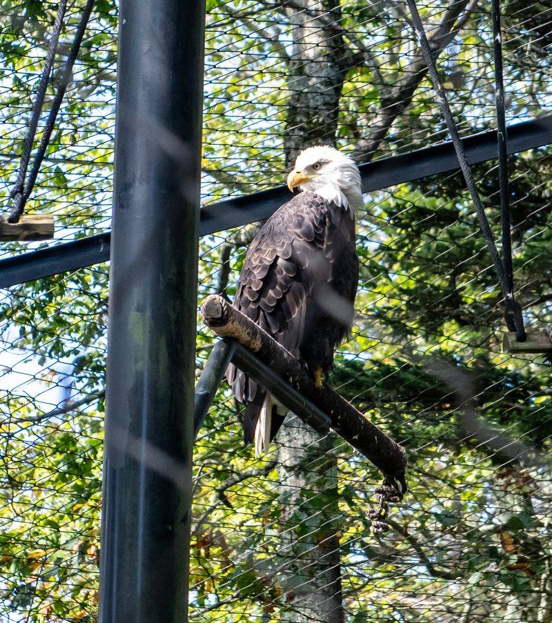 Otters, Bears, And Eagles Steal The Spotlight Here