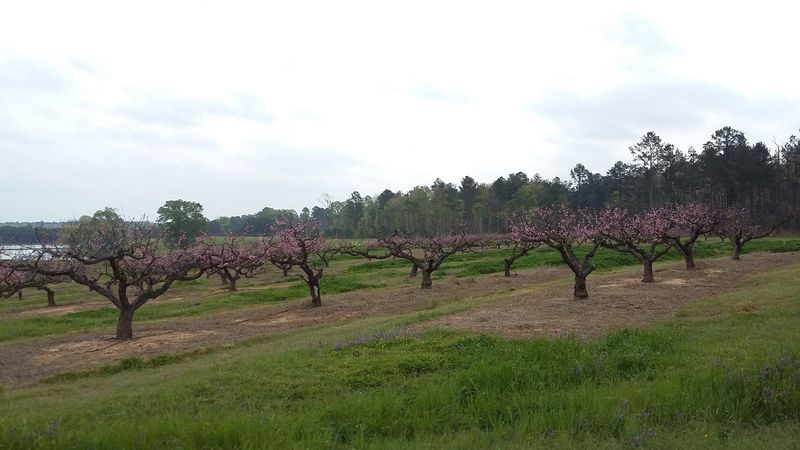 Orchard Views Come With Boundaries