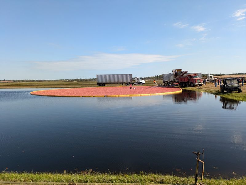 Warrens Is the Cranberry Capital You Didn't Know You Needed