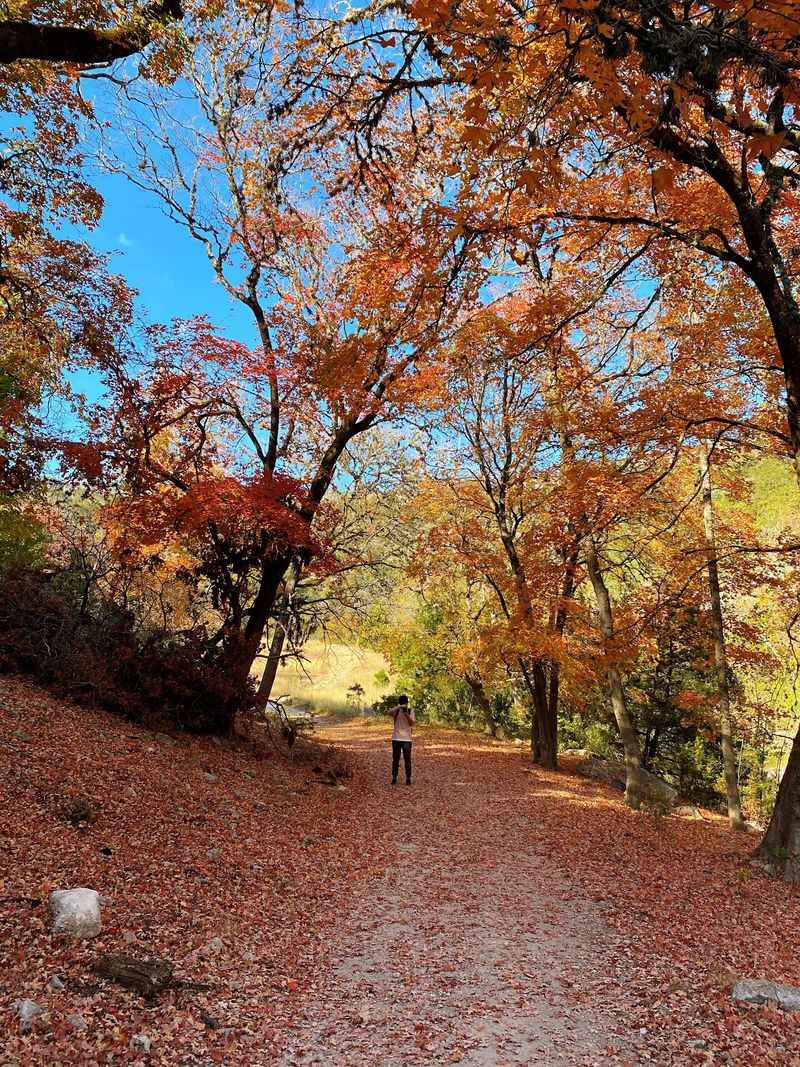 Meet The Bigtooth Maples Behind The Magic