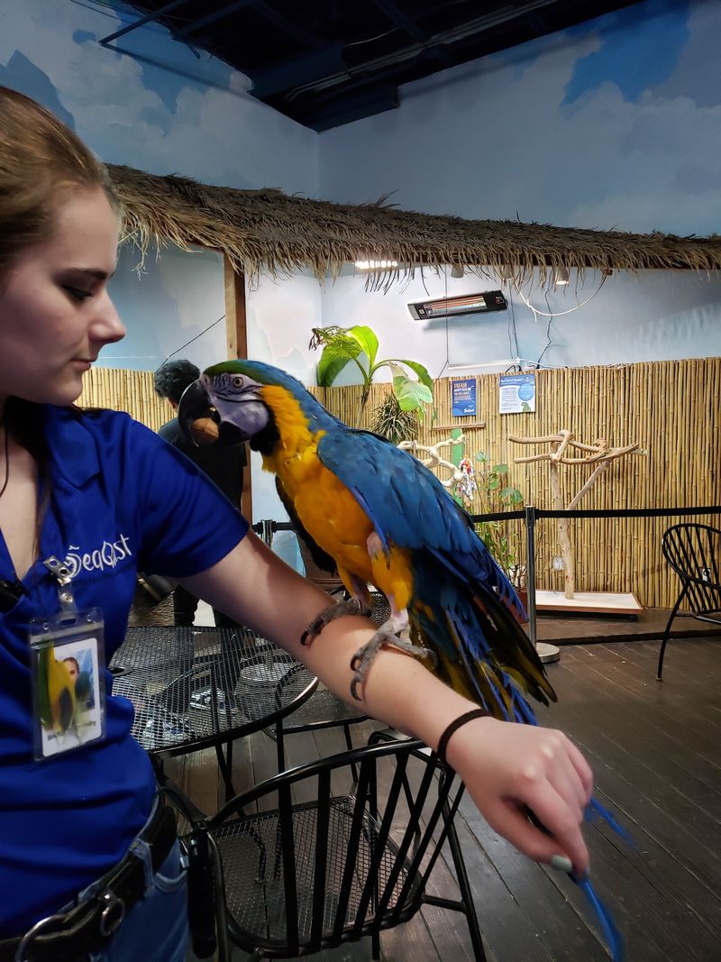 Parakeets Will Happily Land On Your Snack Stick