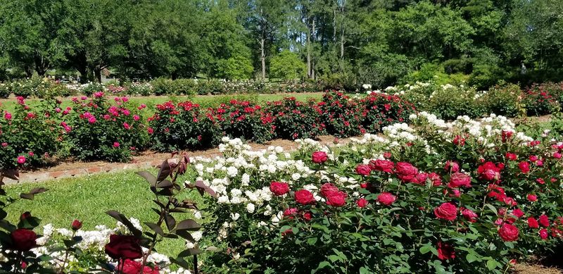 Roses, Herbs, And A Garden Built For Kids