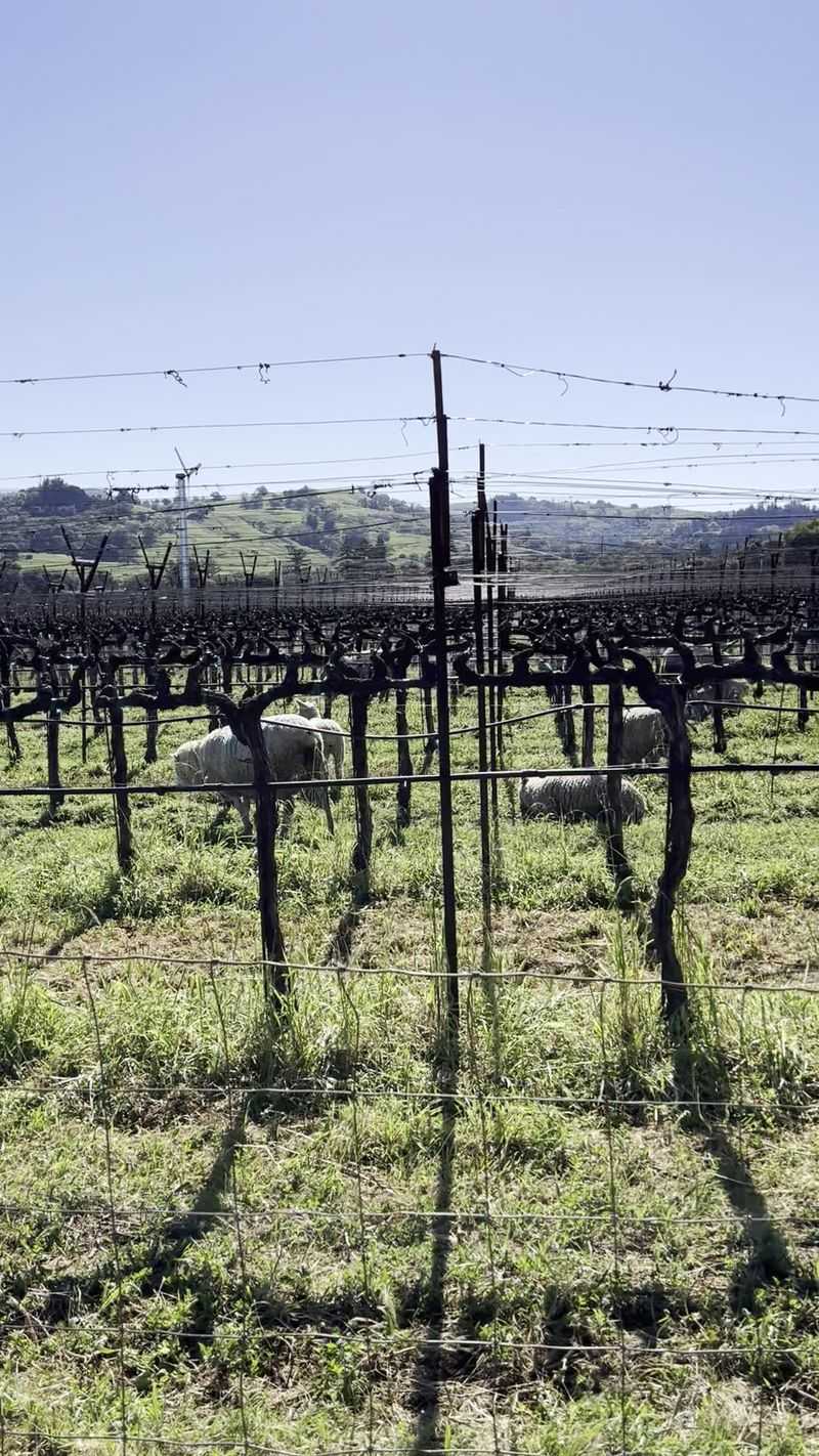 Vines and Pastures on Shared Ground