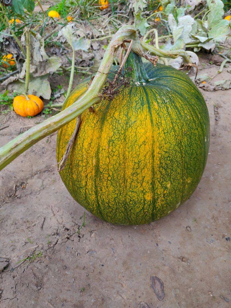 Pumpkins Take Over Part Of The Farm Each Fall