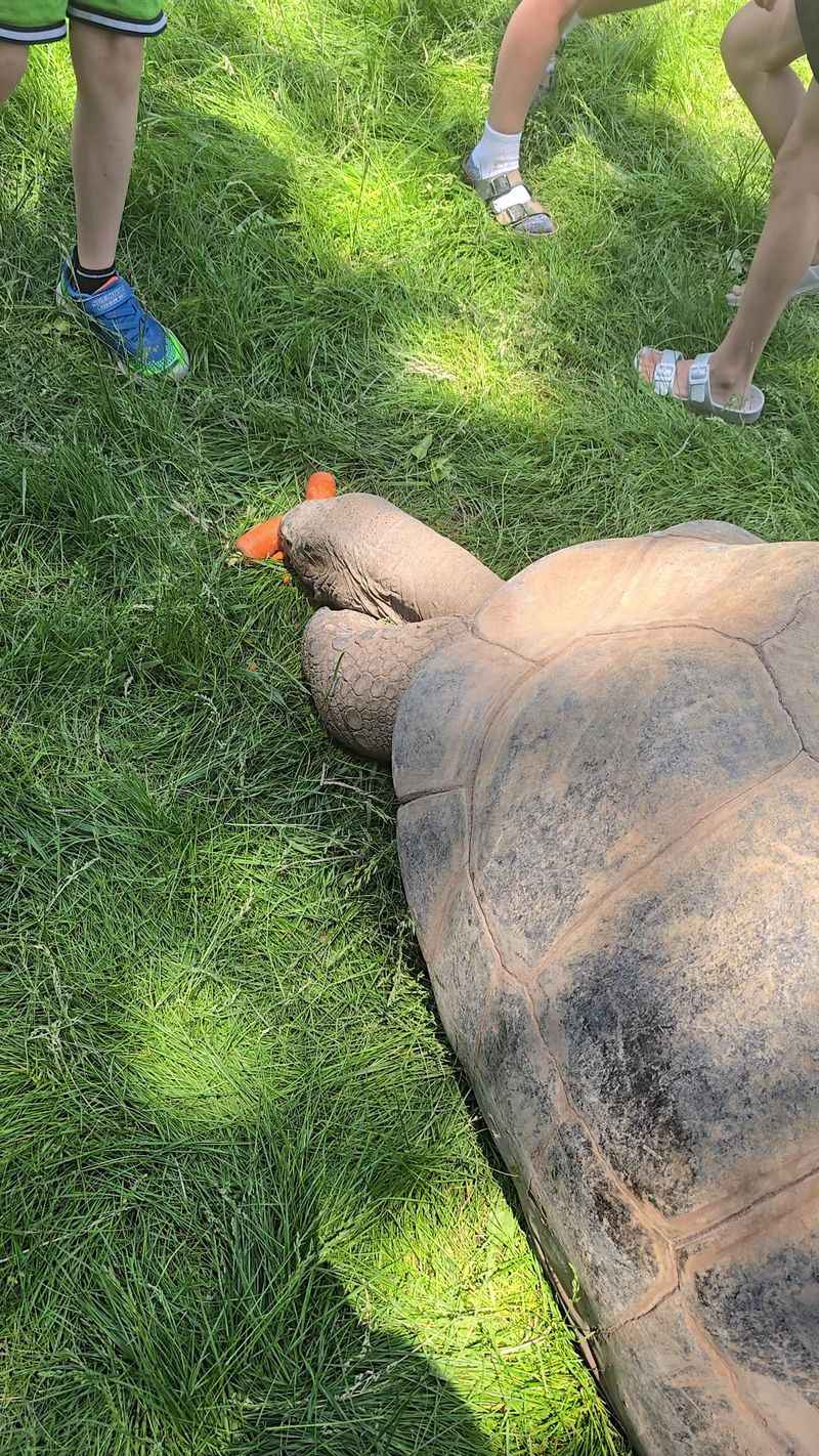 Say Hello To Tortoises Who Have Seen A Century Go By