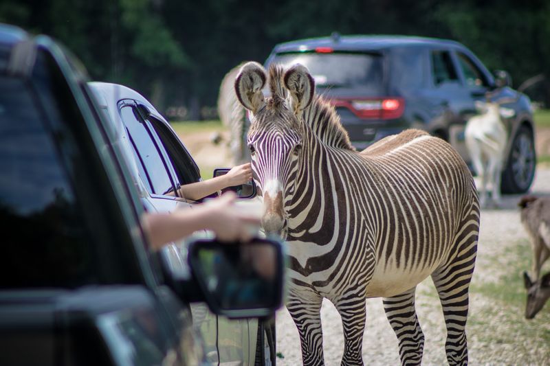 Texas Zoofari Park