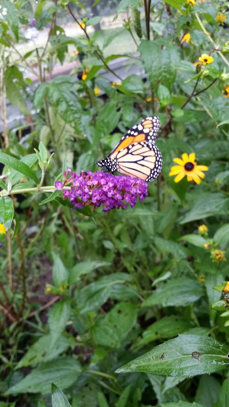 Summer Brings A Fluttering Surprise You Can Walk Through