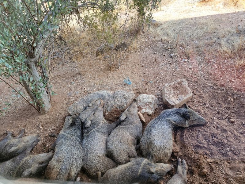 Keep Your Eyes Peeled For Javelinas And Roadrunners