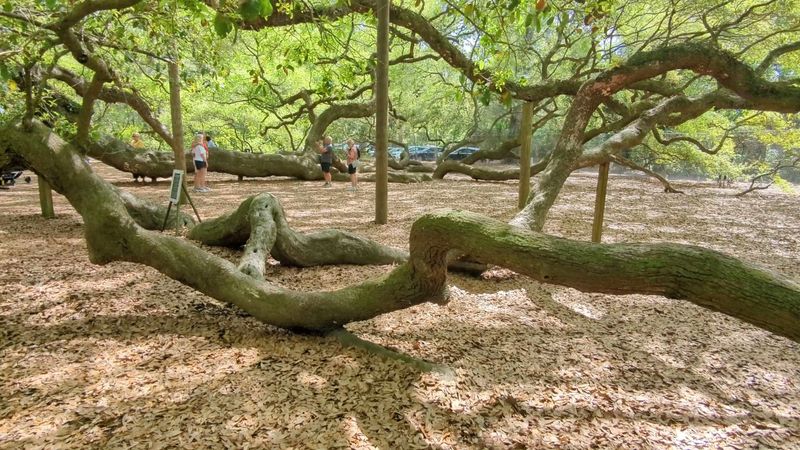 Massive Limbs Stretch Out And Rest On The Ground