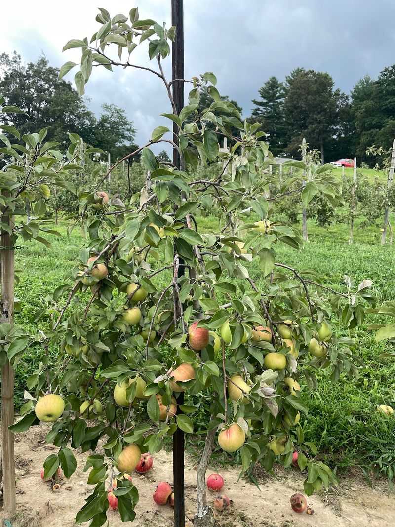 Stepp's Hillcrest Orchard