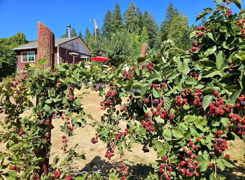 Harris Family Farm