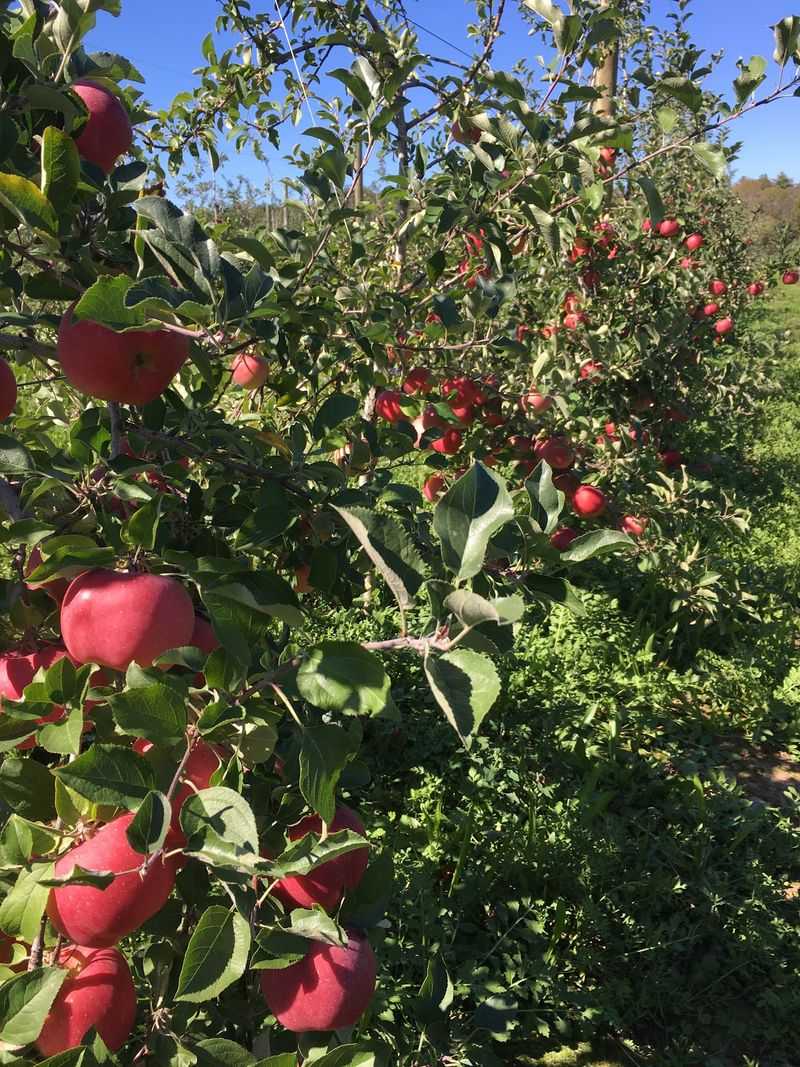 Saunderskill Farms