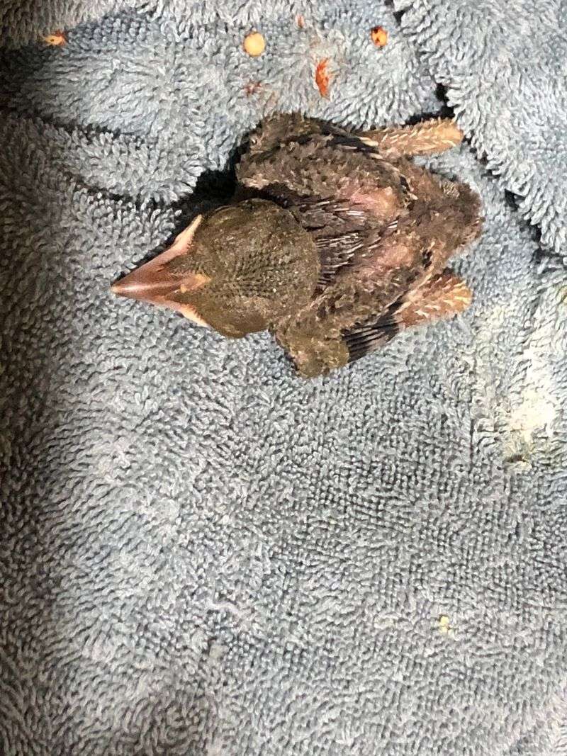 Check Whether A Young Bird Needs Help