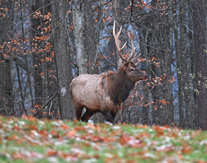 What Happens During Pennsylvania's Fall Elk Rut?