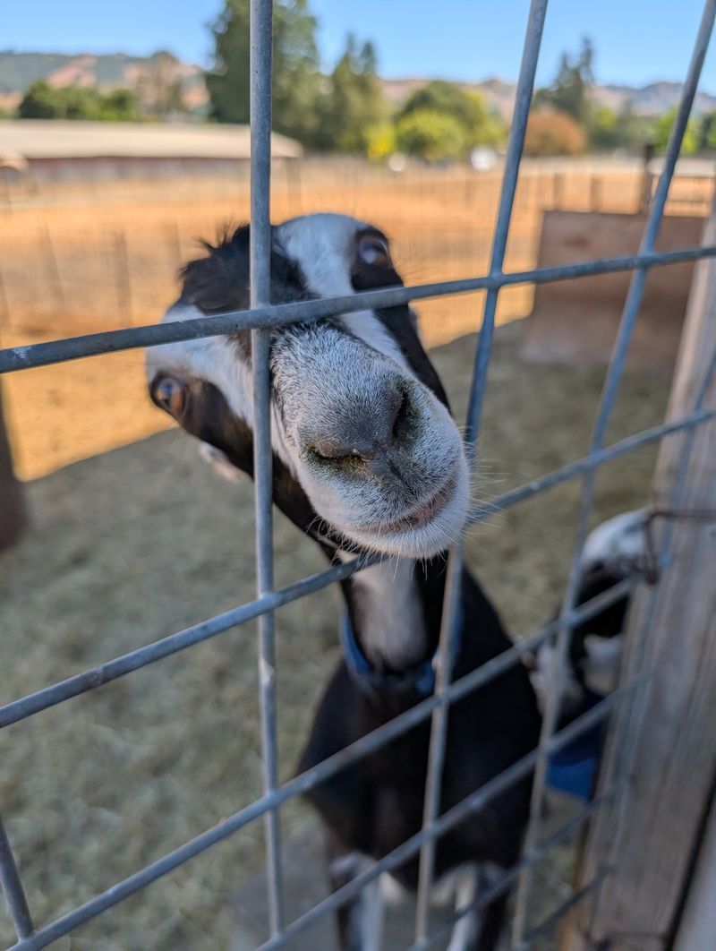 The Goat Pen by the Front Gate