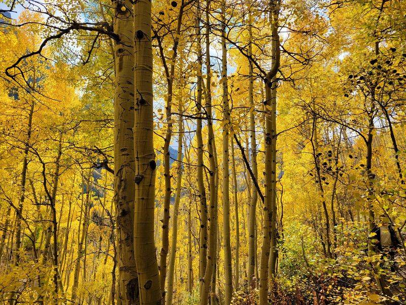 Golden Aspen Groves Beneath Reddish Peaks