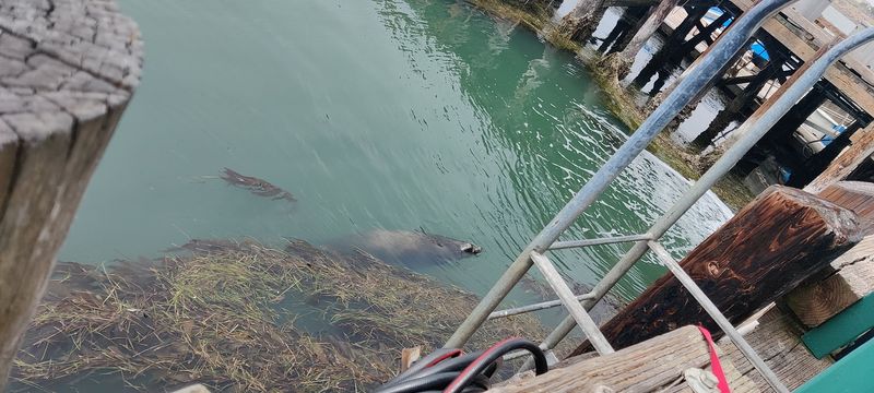 Live Tunes, Sea Otters, and Dogs Under the Table