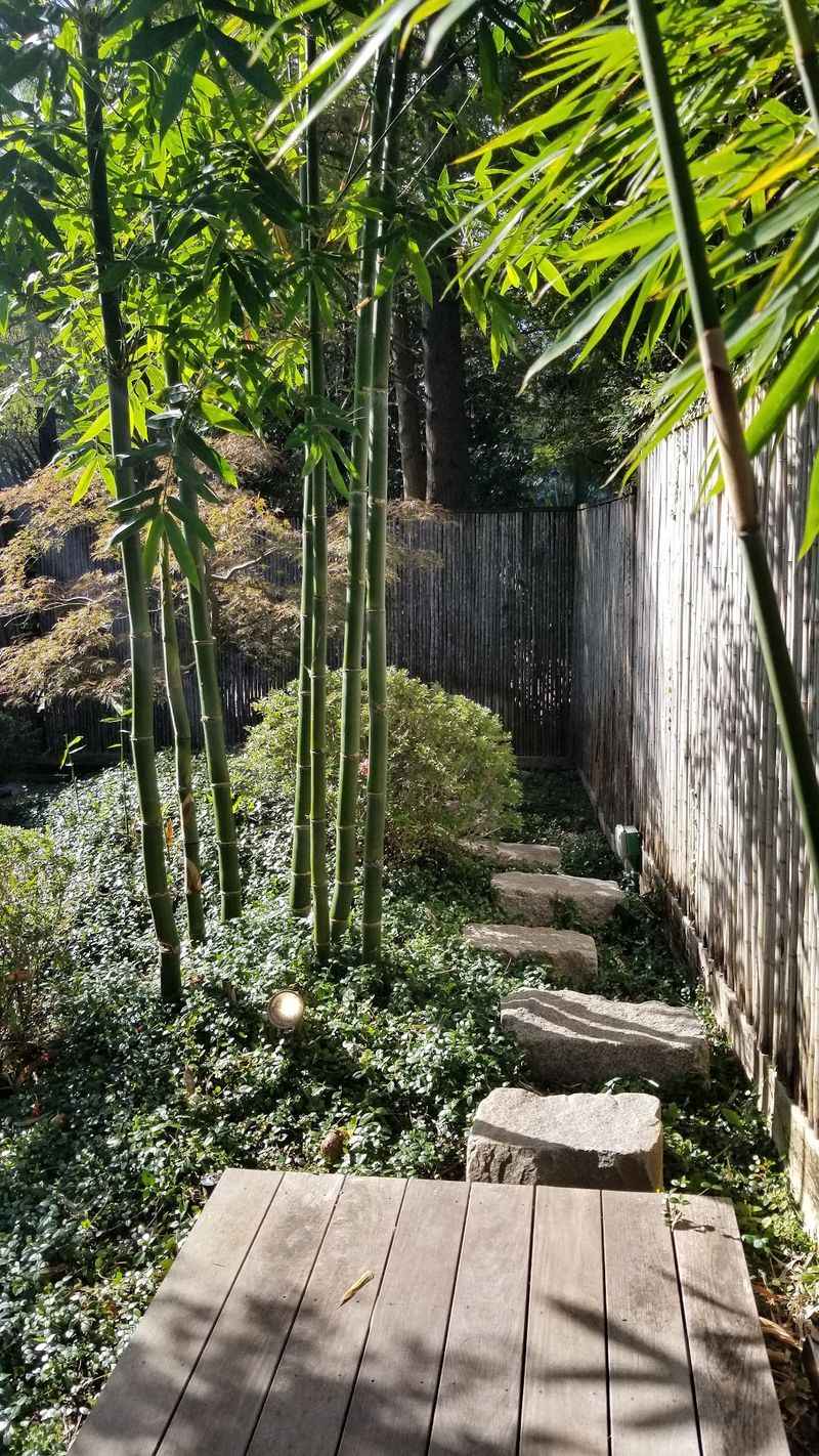 A Tea Garden Rewards Small Discoveries