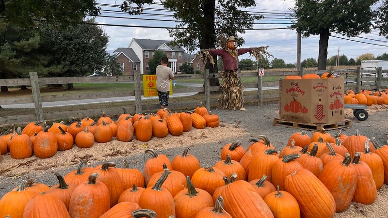 Fall Fun With Mazes, Hayrides, and Pumpkins