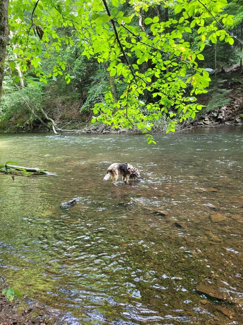 Golf, Archery, Horses, And A Dog Park With Lake Access