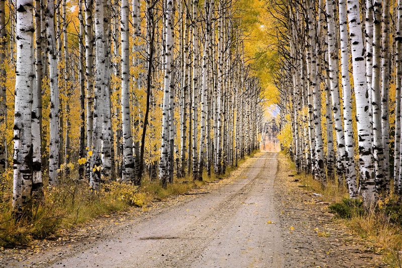 Start Your Golden Journey From Encampment