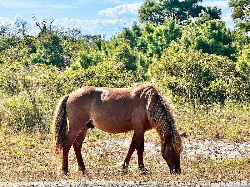 Scientists Have Tracked The Maryland Herd Since The 1970s