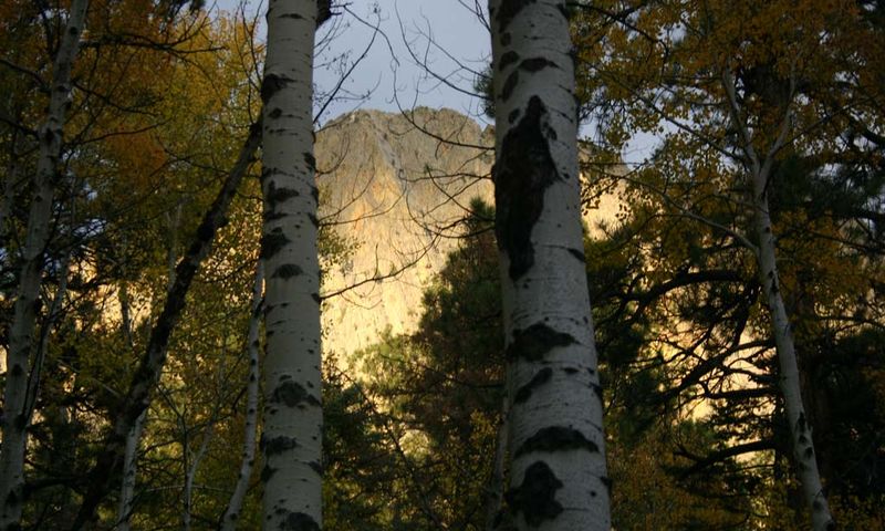 Under A Canopy Turning Gold