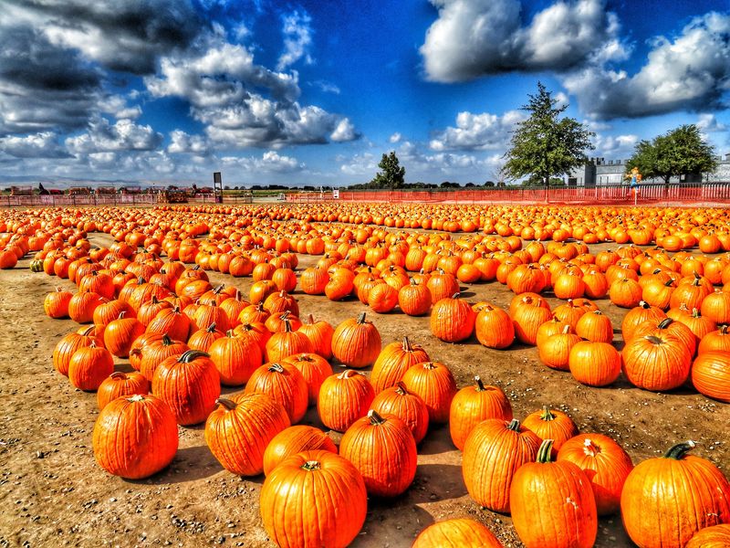 Dell'Osso Family Farm, Lathrop, CA