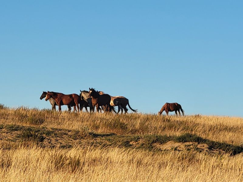 Wild Horses Steal The Show In The South Unit