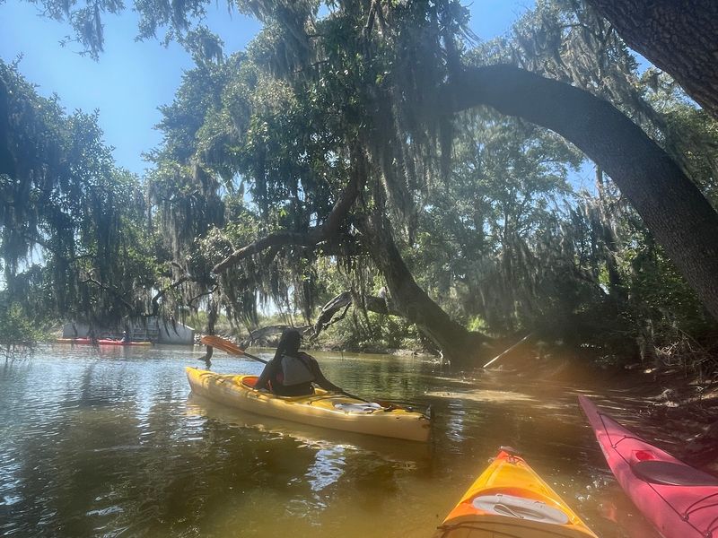 Towering Cypress Trees Rise From The Blackwater