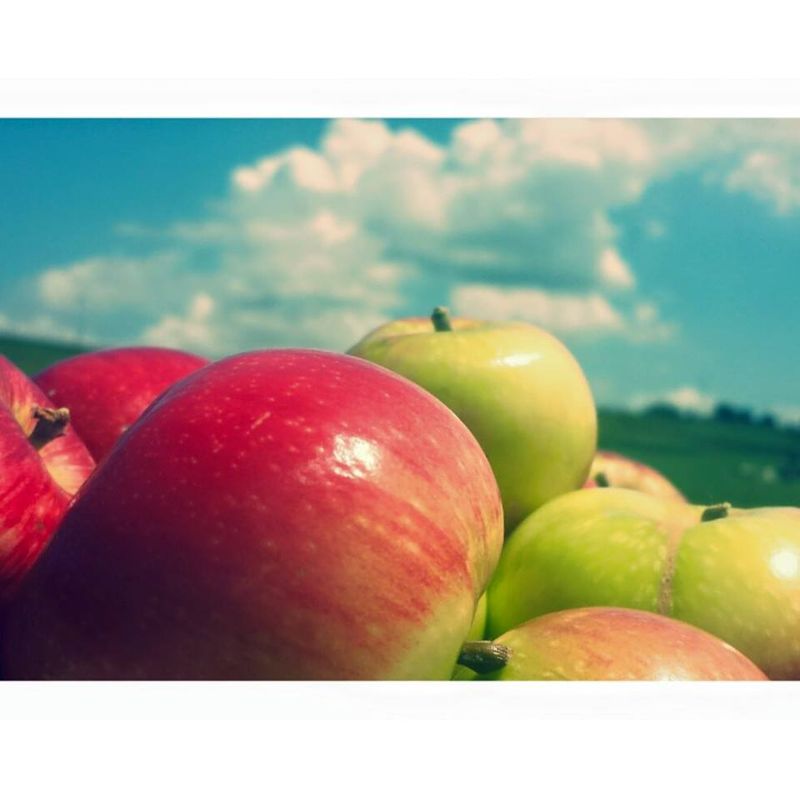 Ditmars Orchard & Vineyard, Council Bluffs