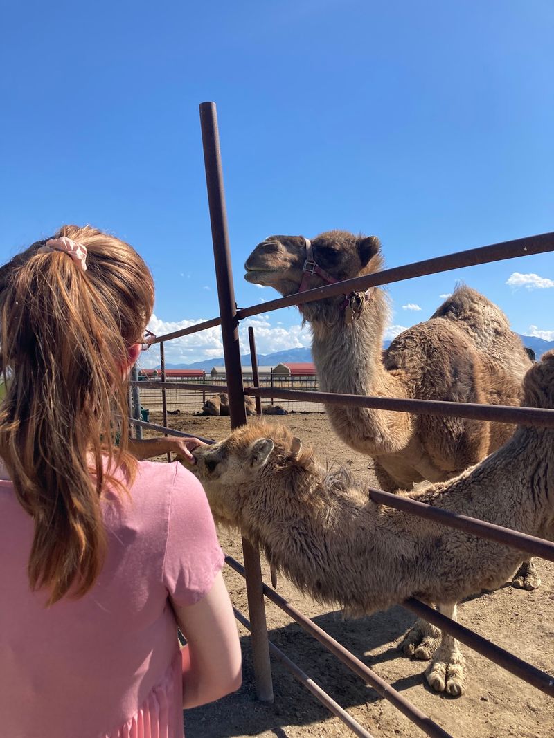 Birthday Parties Get A Lot Wilder When A Camel Shows Up