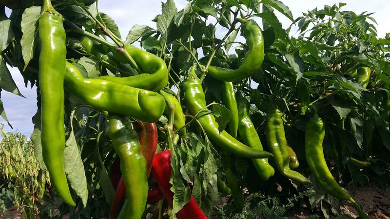 Graves Farm & Garden, Roswell, NM