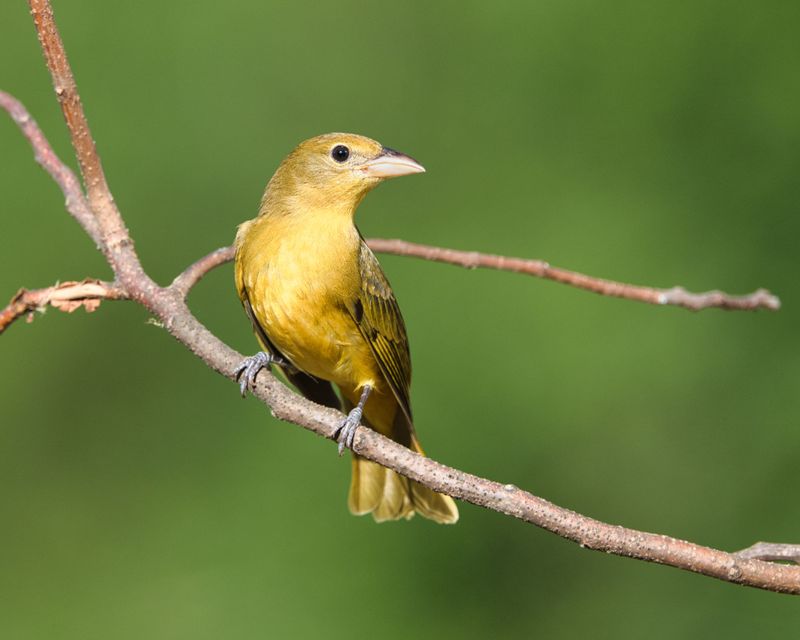 Bring Binoculars Because 171 Bird Species Are On The List